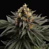 Sativa Dream Kannabia