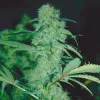 Un ‘indoor’ de bajo mantenimiento 