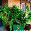La Audiencia de Navarra absuelve a un cultivador de cannabis