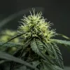 Medusa F1 from Butterflies Little Farm from Grow diaries