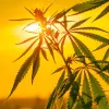El Congreso aprueba la PNL para regular el cannabis no psicoactivo y el sector del CBD
