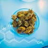La mayoría de la marihuana canadiense tiene entre un 18-24% de THC 
