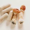 Legisladores de EE UU quieren obligar a la DEA a permitir el uso de psilocibina medicinal