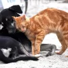 Un gato jugando con un perro