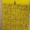 Pequeñas y molestas: control de las moscas del mantillo 