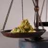 Absuelven al histórico club de cannabis Alacannabis 