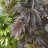 Esta planta adquirió un tono morado intenso en todas sus partes.