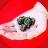 Las diferentes estrategias para legalizar el cannabis en España