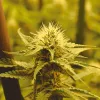 Calor y cultivo interior: cómo gestionar el verano 