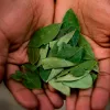 Países Bajos deja de oponerse a la despenalización de la coca en Bolivia 