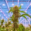 La industria del cannabis medicinal en España pide que se regule el acceso a los tratamientos 