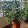 Un eurodiputado publica las fotos de su cultivo de cannabis 