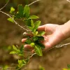 Legalizar la hoja de coca inmediatamente, y la cocaína cuando se pueda: el plan de Colombia 