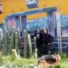 Huachuma el cactus que sana