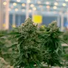 Una empresa de Soria firmó un acuerdo para exportar cannabis a Canadá