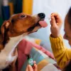 Dinamarca: 4 de cada 10 perros son tratados con cannabis medicinal