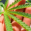 Científicos argentinos buscan desarrollar antioxidantes y antiinflamatorios a partir de las hojas de cannabis