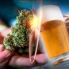 Canadá: la legalización del cannabis generó una disminución en el consumo de alcohol