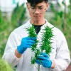 La Universidad de Alicante creó un curso para capacitar en la industria del cannabis