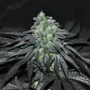Golosa, una variedad para los más golosos. Delicious Seeds