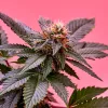 Sumar le pide al Gobierno de España que se pronuncie sobre la regulación del cannabis