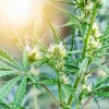 El Parlamento de Canarias promueve la industria medicinal del cannabis