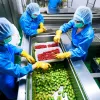 Realizan estudio para usar cannabinoides en la conservación de alimentos 