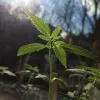 Cultivar cannabis en exterior puede reducir 50 veces las emisiones de carbono
