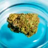 En Argentina entregarán parte de una incautación de cannabis a una investigación científica sobre los usos medicinales