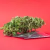 Un nuevo estudio científico asegura que el cannabis genera una mayor actividad sexual