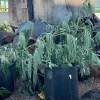 Aparecen decenas de plantas de cannabis descartadas en las aceras de las Tres Mil Viviendas