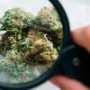 La mezcla de cannabis y fentanilo no es una tendencia generalizada en EEUU