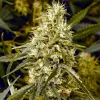 Guía para convertirse en catador de marihuana 