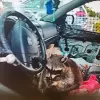 Mapache al interior de un auto fue encontrado con pipas, metanfetamina y crack
