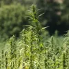 En Cataluña, el cáñamo industrial se extingue