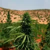 Líbano activa plan nacional para regular el cultivo de cannabis