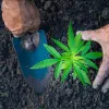 La calidad del suelo influye en los compuestos del cannabis