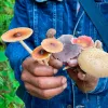 Fungi Foundation actualiza Guía Ética de Etnomicología 2025