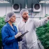 Universidad Kent State lanza formación laboral en cannabis para el mercado legal de Ohio