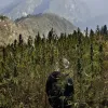 Himalaya indio avanza hacia el cultivo regulado de cáñamo