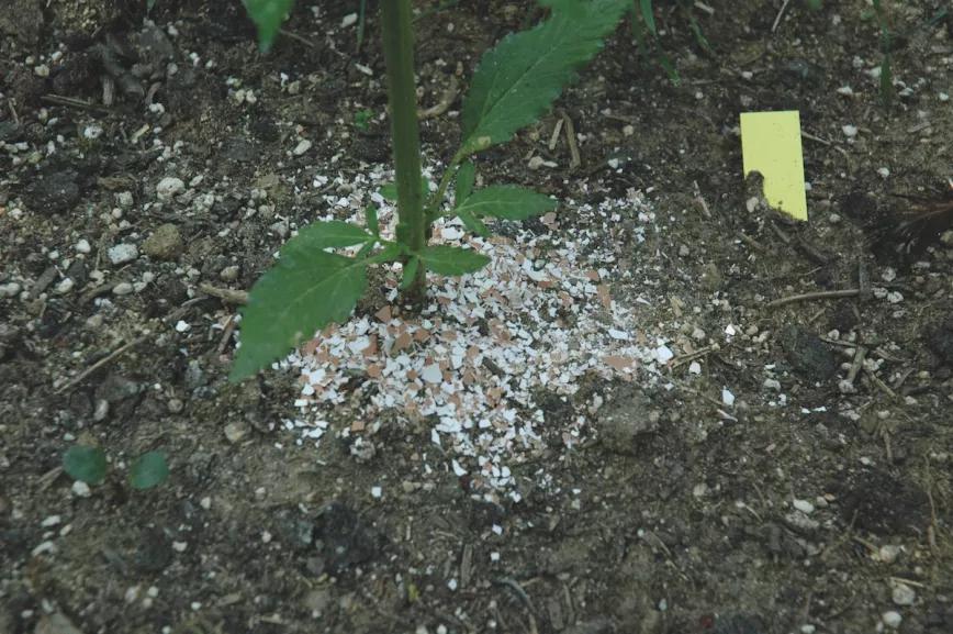 Las cáscaras de huevo trituradas y esparcidas alrededor del tronco impiden que los caracoles suban a las plantas.