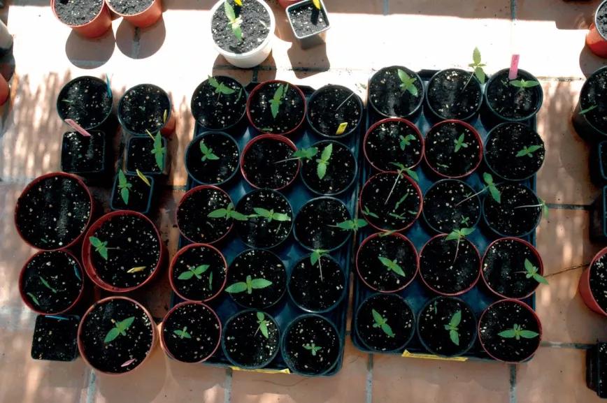Protege las jóvenes plántulas del frío.