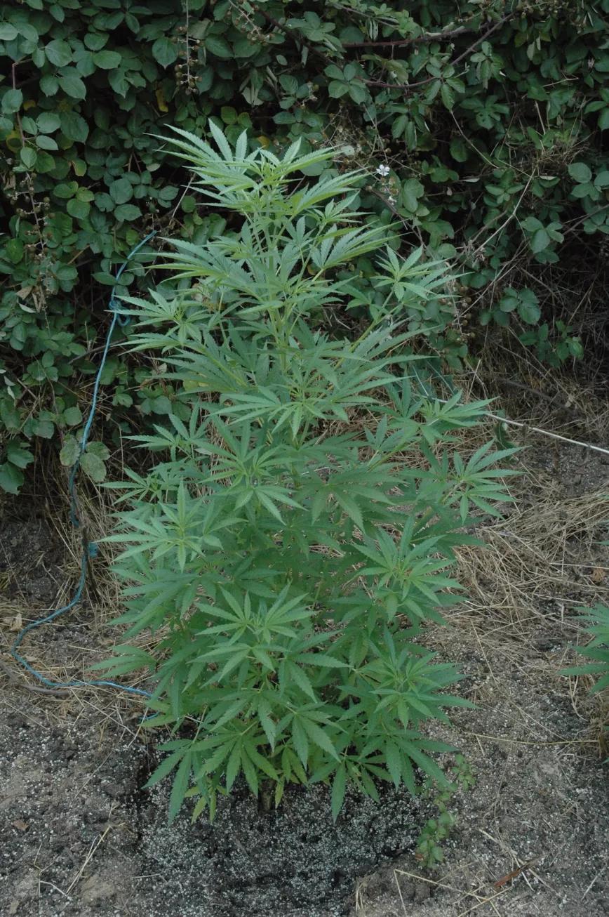 Los grandes agujeros de plantación llenos de buen sustrato son la solución más práctica para tener éxito en terrenos de mala calidad.