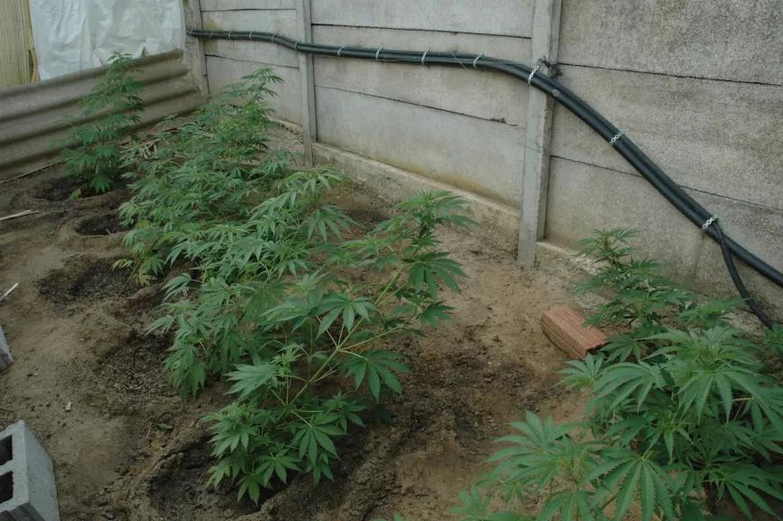 Estas plantas fueron trasplantadas al suelo en posición inclinada para que ocuparan mejor el espacio horizontal y no se hicieran tan altas.