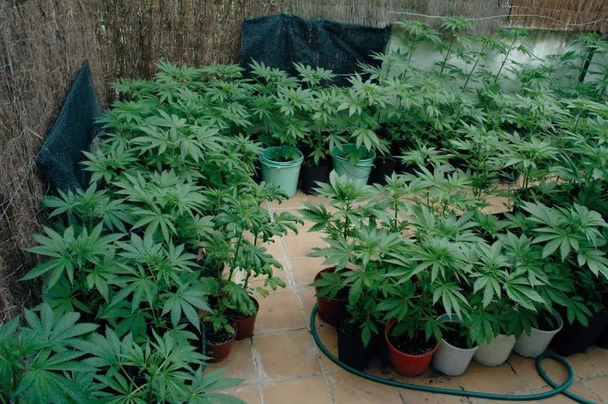 Es fácil poner demasiadas plantas en crecimiento y encontrarse con que no caben en floración.