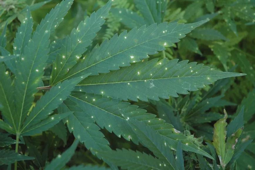 Hoja infectada con punto blanco, un hongo poco conocido que debilita mucho las plantas