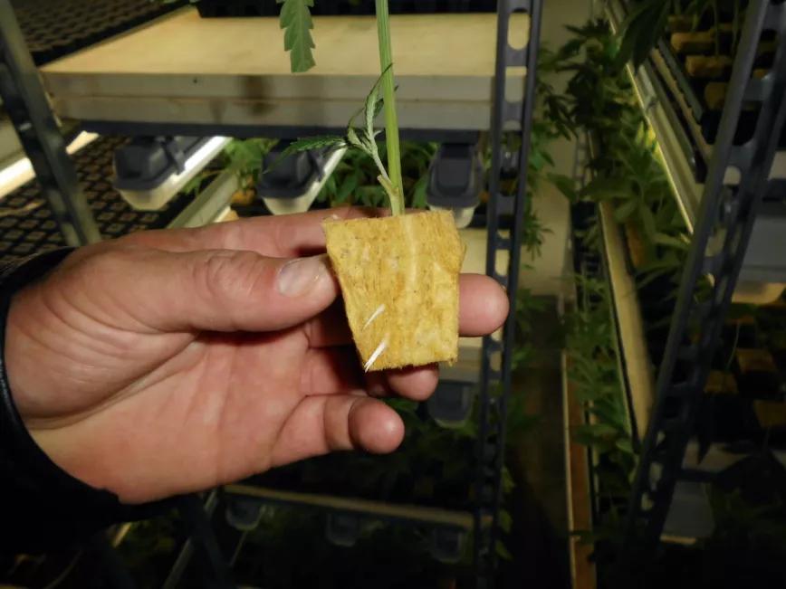 Clon de planta