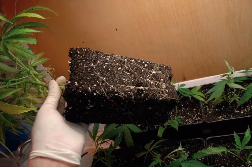 Las raíces crean un pan de tierra con la forma exacta de la maceta.