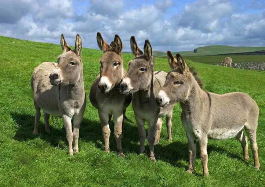 Cartel de burros