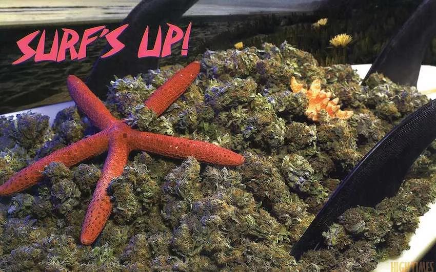 Pot High Times